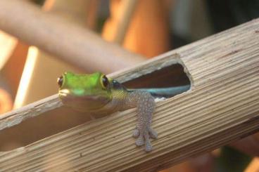 Geckos kaufen und verkaufen Foto: 2.0 Phelsuma klemmeri abzugeben