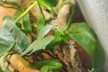 Nattern ungiftige kaufen und verkaufen Foto: Gonyosoma prasinum 0.0.2 NZ aus 2024 Nattern ungiftige kaufen und verkaufen Foto: Gonyosoma prasinum 0.0.2 NZ aus 2024