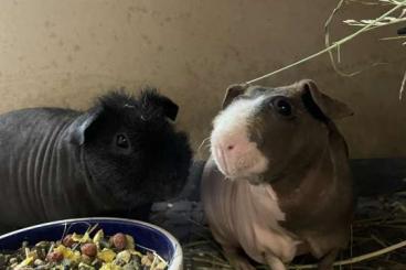 Feeder animals kaufen und verkaufen Photo: Skinny Meerschweinchen kleinen und großen