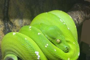 Pythons kaufen und verkaufen Photo: Suche 1.0 Morelia Viridis Aru