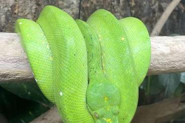 Pythons kaufen und verkaufen Foto: Suche 1.0 Morelia Viridis Aru Pythons kaufen und verkaufen Foto: Suche 1.0 Morelia Viridis Aru
