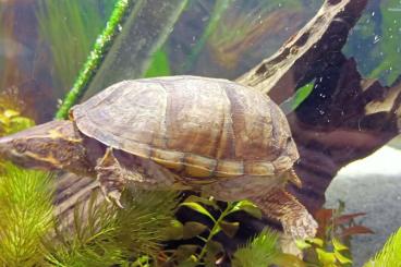 Schildkröten  kaufen und verkaufen Foto: Moschusschildkröte, Sternotherus odoratus