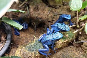 Pfeilgiftfrösche kaufen und verkaufen Foto: Dendrobates T. Azureus NZ Pfeilgiftfrösche kaufen und verkaufen Foto: Dendrobates T. Azureus NZ