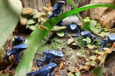 Pfeilgiftfrösche kaufen und verkaufen Foto: NZ Dendrobates T. Azureus