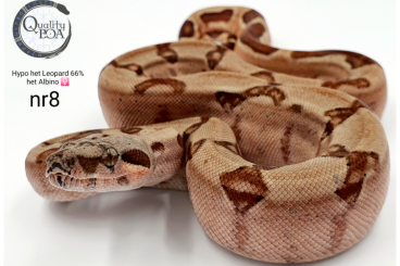 Boas kaufen und verkaufen Foto: 0.1 Hypo het Leopard 66% het Albino nr 8 