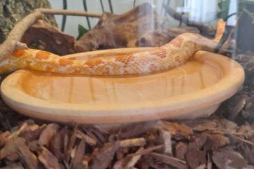 Schlangen kaufen und verkaufen Foto: Albinokornnatter,vermutlich weiblich