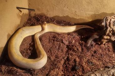 Ball Pythons kaufen und verkaufen Photo: Champagne Cinni het Ghost