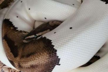 Pythons kaufen und verkaufen Photo: Piebald sehr umgänglich 1.0 