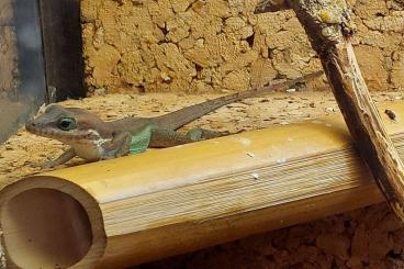 Lizards kaufen und verkaufen Photo: Anoli Bimaculatus NZ 2021