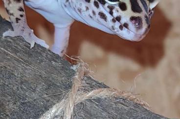 Geckos kaufen und verkaufen Photo: Leopard Gecko 2Jahre alt inklusive Terrarium 