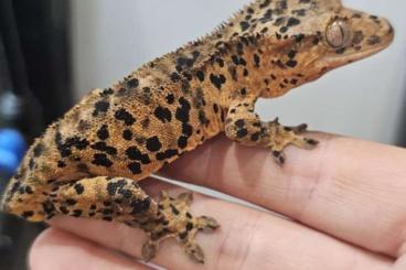 Lizards kaufen und verkaufen Photo: DALMATIAN & SUPERDAL PAIRS Lizards kaufen und verkaufen Photo: DALMATIAN & SUPERDAL PAIRS