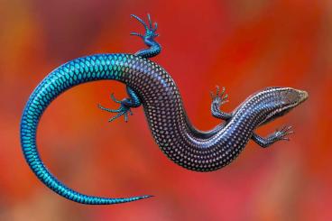 Echsen  kaufen und verkaufen Foto: WANTED CHALCIDES SEXLINEATUS 