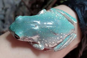 Frösche  kaufen und verkaufen Foto: LITORIA CAERULEA DEEP BLUE 