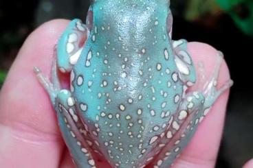 Frösche  kaufen und verkaufen Foto: LITORIA CAERULEA SNOWFLAKE
