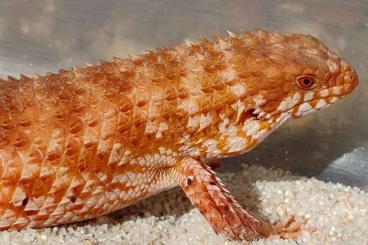 Lizards kaufen und verkaufen Photo: EGERNIA EPSISOLUS YOUNG ADULT Lizards kaufen und verkaufen Photo: EGERNIA EPSISOLUS YOUNG ADULT