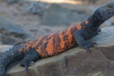 Echsen kaufen und verkaufen Foto: UROMASTYX FLAVIFASCIATA ORANGE/BLACK Echsen kaufen und verkaufen Foto: UROMASTYX FLAVIFASCIATA ORANGE/BLACK