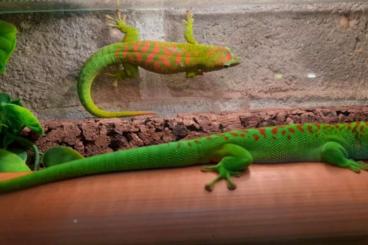 Echsen kaufen und verkaufen Foto: PHELSUMA GRANDIS HIGH RED Echsen kaufen und verkaufen Foto: PHELSUMA GRANDIS HIGH RED