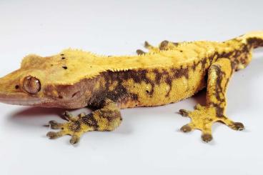 Echsen kaufen und verkaufen Foto: CRESTED GECKO BREEDERS - BIG GROUP Echsen kaufen und verkaufen Foto: CRESTED GECKO BREEDERS - BIG GROUP
