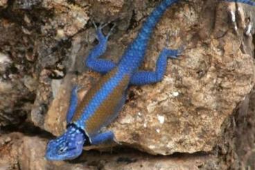 Lizards kaufen und verkaufen Photo: SCELOPORUS MINOR - HOUTEN JUNE Lizards kaufen und verkaufen Photo: SCELOPORUS MINOR - HOUTEN JUNE