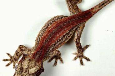 Echsen kaufen und verkaufen Foto: RHACODACTYLUS AURICULATUS RED AND OTHERS Echsen kaufen und verkaufen Foto: RHACODACTYLUS AURICULATUS RED AND OTHERS