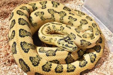 Schlangen kaufen und verkaufen Foto: MORELIA CHEYNEI + JUNGLE JAG BREEDERS Schlangen kaufen und verkaufen Foto: MORELIA CHEYNEI + JUNGLE JAG BREEDERS