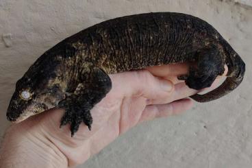 Lizards kaufen und verkaufen Photo: POINDIMIÉ MALE , DARK SUBADULT Lizards kaufen und verkaufen Photo: POINDIMIÉ MALE , DARK SUBADULT