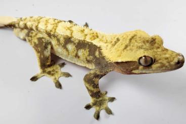 Echsen kaufen und verkaufen Foto: CRESTED GECKO BREEDERS - BIG GROUP Echsen kaufen und verkaufen Foto: CRESTED GECKO BREEDERS - BIG GROUP