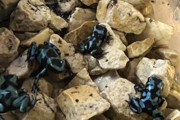 Pfeilgiftfrösche kaufen und verkaufen Foto: Dendrobates Auratus SuperBlue 