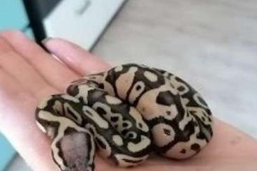 Ball Pythons kaufen und verkaufen Photo: Königspython NZ VON 08.2022 Firefly Pastel