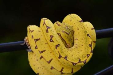 Pythons kaufen und verkaufen Photo: Morelia viridis / Morelia azurea pulcher Kofiau/Sorong Pythons kaufen und verkaufen Photo: Morelia viridis / Morelia azurea pulcher Kofiau/Sorong