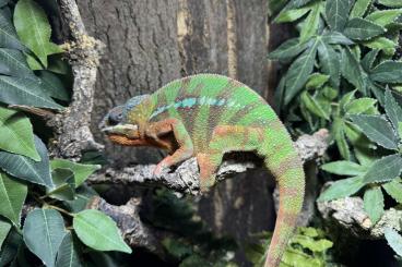 Chamäleons kaufen und verkaufen Foto: Pantherchamäleon Furcifer pardalis Ambilobe 1.0 Chamäleons kaufen und verkaufen Foto: Pantherchamäleon Furcifer pardalis Ambilobe 1.0