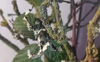 Insekten kaufen und verkaufen Foto: Wunderschöne Extatosoma tiaratum &39;Li Insekten kaufen und verkaufen Foto: Wunderschöne Extatosoma tiaratum &39;Li