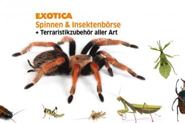  kaufen und verkaufen Photo: EXOTICA  jetzt 2 Termine im September 