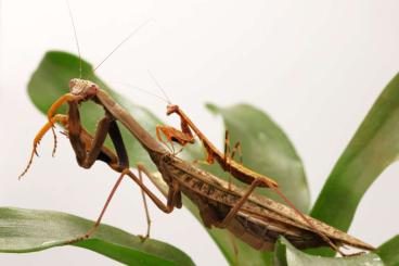 Insects kaufen und verkaufen Photo: Mantiden / Gottesanbeterin/ Insekt / Polyspilota/ Hierodula … Insects kaufen und verkaufen Photo: Mantiden / Gottesanbeterin/ Insekt / Polyspilota/ Hierodula …