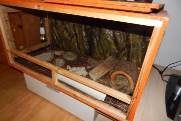 Terrarien kaufen und verkaufen Foto: Terrarium aus Holz zu verkaufen