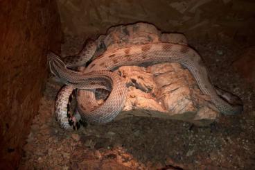 Schlangen kaufen und verkaufen Foto: 2 Hakennasennattern (Heterodon nasicus)