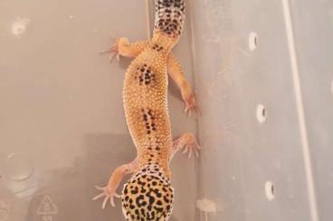 Geckos kaufen und verkaufen Foto: Leopardgecko nZ.21 weiblichen 