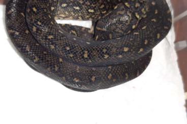 Pythons kaufen und verkaufen Foto: Morelia Spilota Spilota (Diamantpython) NZ 23 