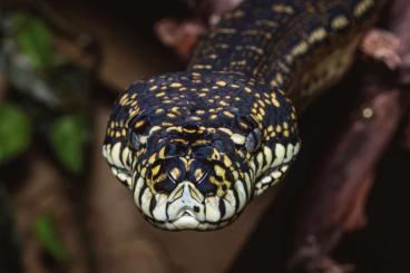 Pythons kaufen und verkaufen Foto: Morelia Spilota Spilota (Diamantpython) NZ 9/23 