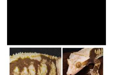 Geckos kaufen und verkaufen Foto: Lineage 1.0 Zuchtgecko, dunkle Basis extreme tricolor Harlequin 