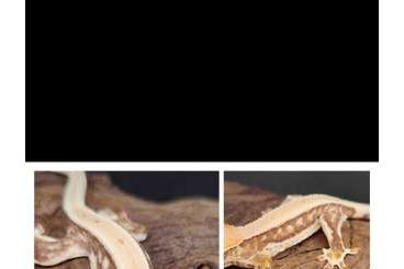 Geckos kaufen und verkaufen Foto: 0.0.1 Lilly White Kronengecko Geckos kaufen und verkaufen Foto: 0.0.1 Lilly White Kronengecko