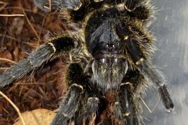 Spinnen und Skorpione kaufen und verkaufen Foto: Harpactira sp. black 4/5Fh
