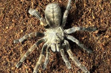 Spinnen und Skorpione kaufen und verkaufen Foto: I’m looking for some males…….