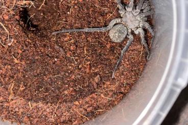 Spinnen und Skorpione kaufen und verkaufen Foto: Liphistius yangae                 