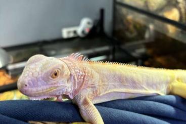 Lizards kaufen und verkaufen Photo: Iguana albinos 0.1 cb 2023
