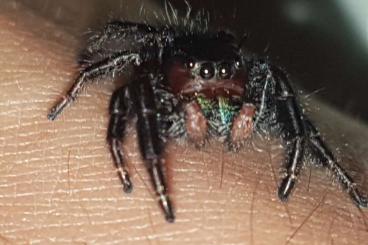 Spiders and Scorpions kaufen und verkaufen Photo: 1.0 Phidippus spec. Ometepe 