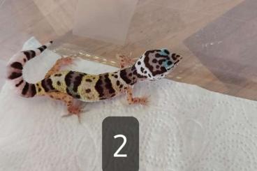 Geckos kaufen und verkaufen Foto: Leopardgecko Nachzucht  von 2021