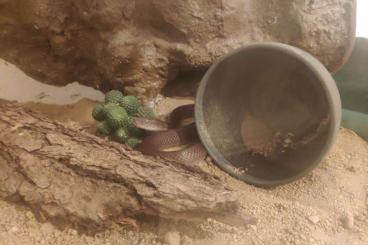 Schlangen kaufen und verkaufen Foto: Afrikanische Hausschlange 