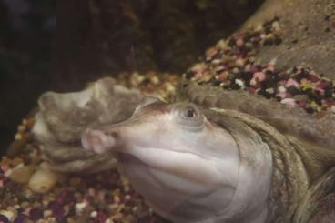 Sumpfschildkröten kaufen und verkaufen Foto: Apalone Ferox Florida Weichsumpfschildkröte 