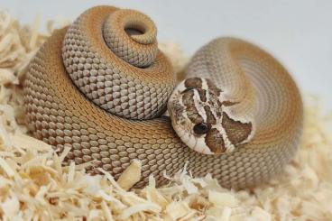 Snakes kaufen und verkaufen Photo: Biete Heterodon nasicus/Hakennasennatter 